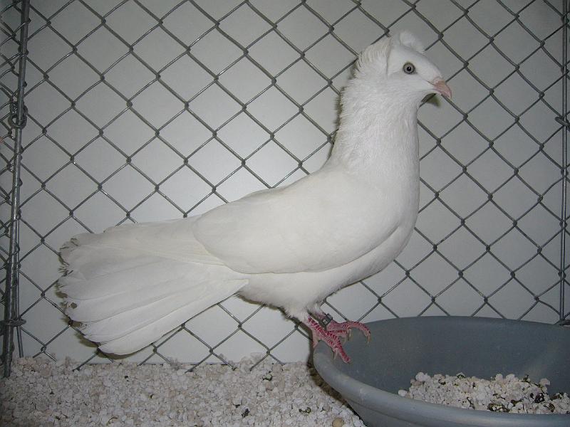 Hannover 2008 025.jpg - Danziger Hochflieger weis  von Horst Meyer